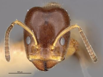 Media type: image;   Entomology 21344 Aspect: head frontal view